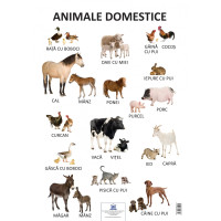 Planșa - Animale domestice