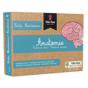 Lecții Montessori - Anatomie: Sistemul osos • Sistemul nervos