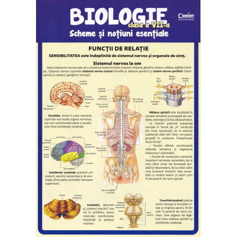 Biologie - Clasa 7 - Scheme și noțiuni esențiale