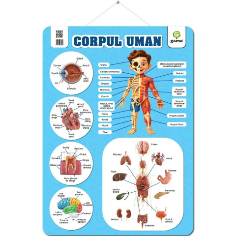 Planșă: Corpul uman
