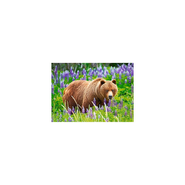 Puzzle Castorland - Bear On The Meadow, 120 Piese