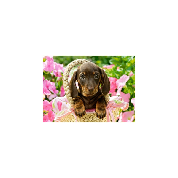 Puzzle Castorland - Cute Dachshund, 260 piese