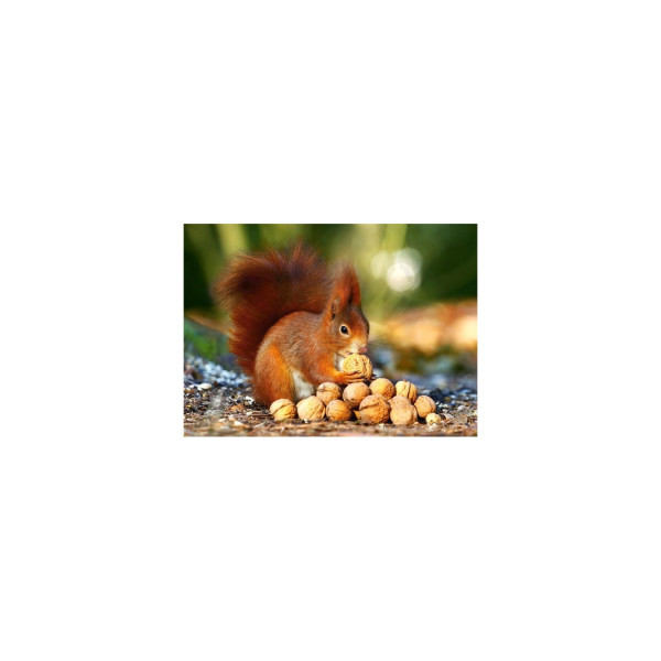 Puzzle Castorland - Squirrel In Paradise, 180 Piese